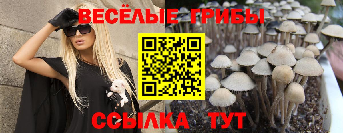 Псилоцибиновые грибы Magic Shrooms  Псилоцибиновые грибы Magic Shrooms  цена наркотик  Тверь  Вход с VPN 