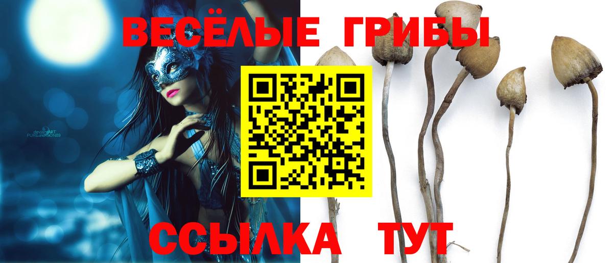 Галлюциногенные грибы Psilocybe Тверь